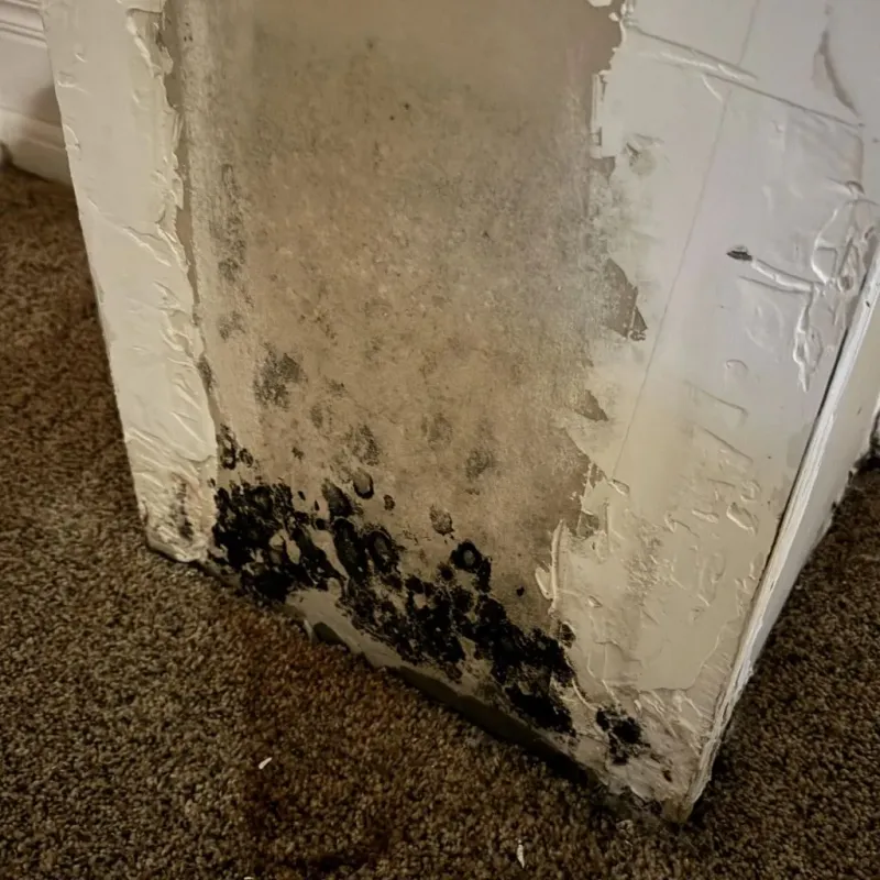 Professional Mold Removal in Perryville, MO